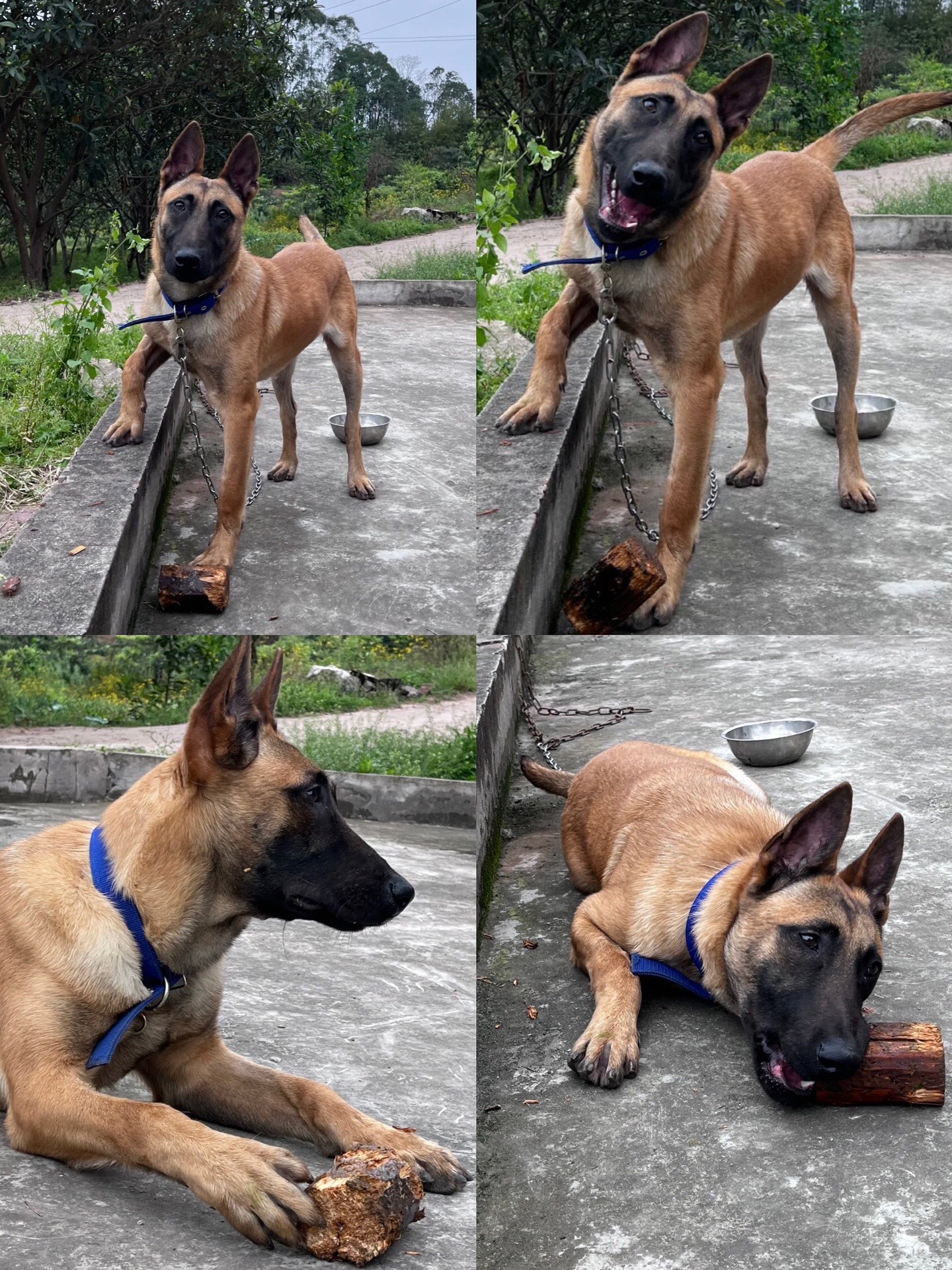 狗狗两个月了,已经会自己吃了,吃的是幼犬粮,乖巧可爱,弟弟妹妹都有哦