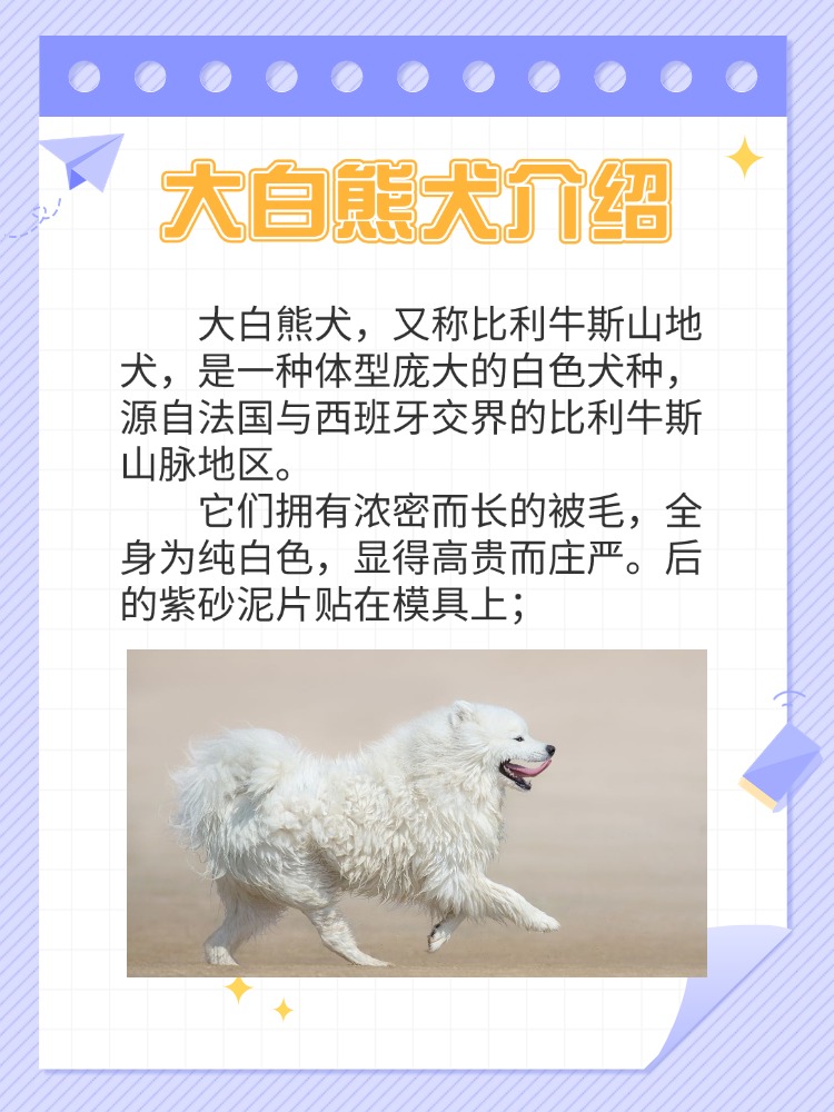 你不知道的生活常识:大白熊犬介绍.265.