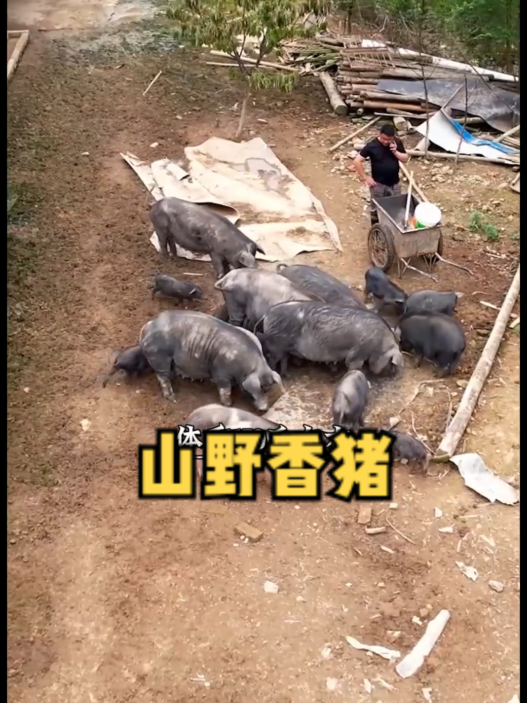 猪儿跑成名之战_猪儿跑简介_猪儿跑原名 - 抖音