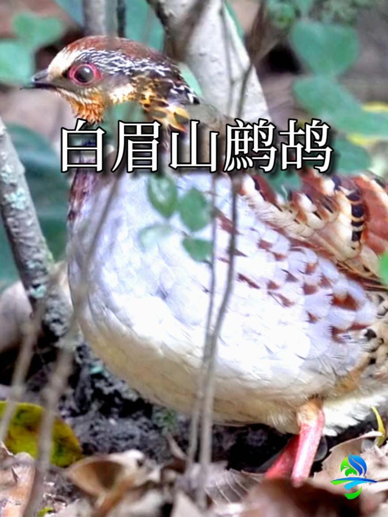 白眉山鹧鸪_白眉山鹧鸪叫声_白眉山鹧鸪是哪类保护动物 - 抖音