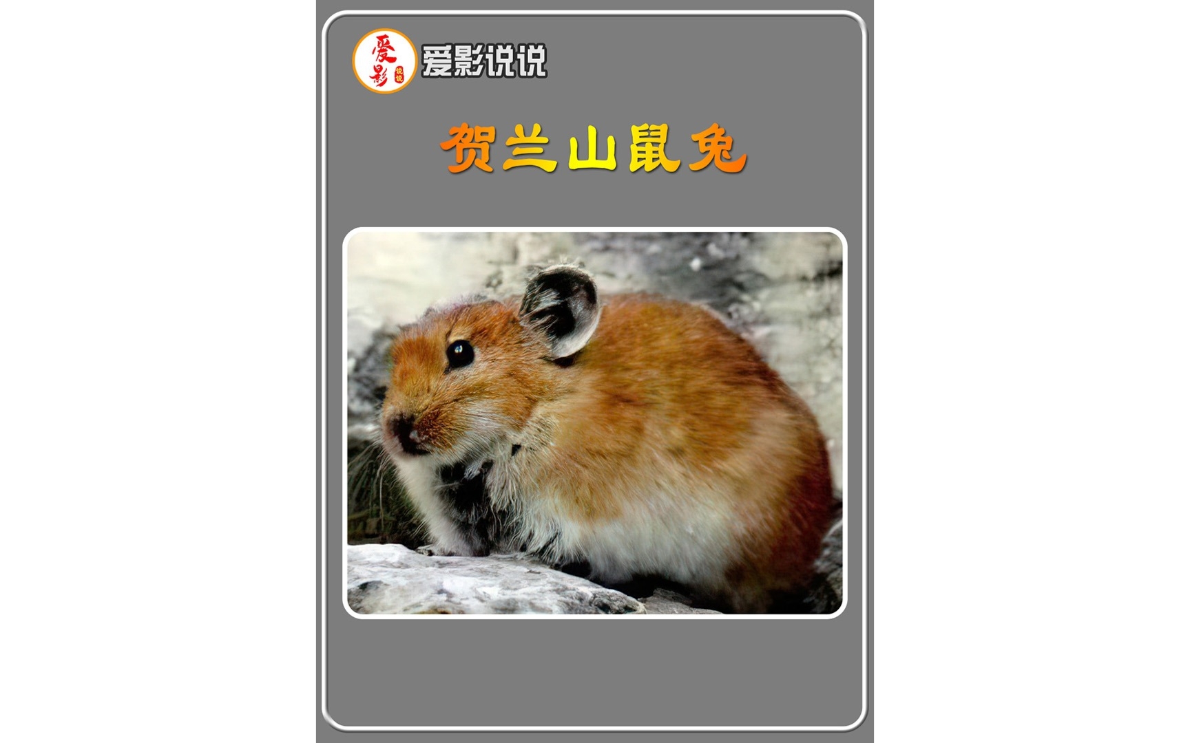 贺兰山野生动物