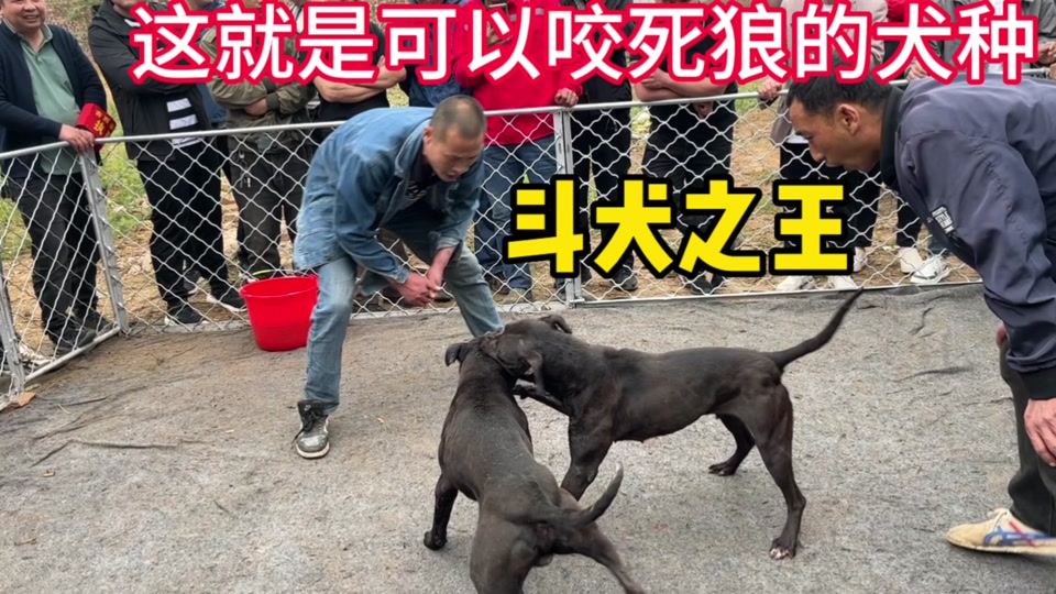 最凶残的斗狗比赛 - 抖音