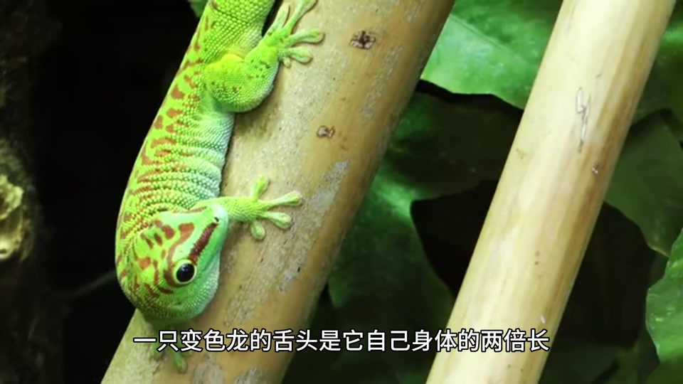 变色龙吐舌头是什么意思