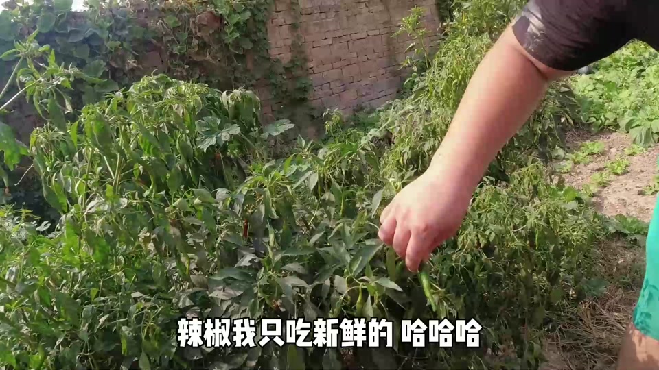 洋仔和大飞在家吃烧烤