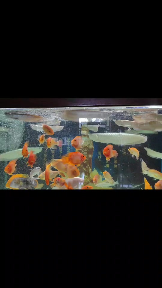 抖音银龙鱼=fishing life银龙鱼