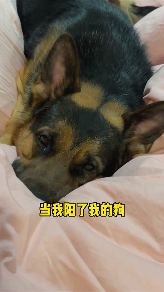 银子和王子是什么品种的狗 - 抖音