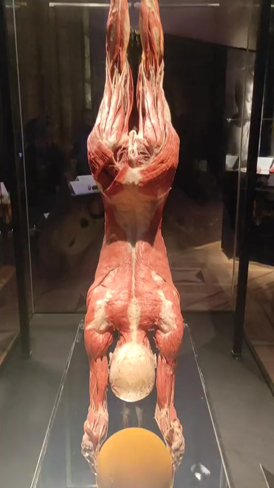 大体老师血管标本