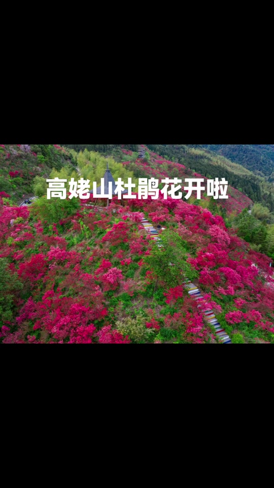 磐安悬岩村杜鹃花节时间 - 抖音