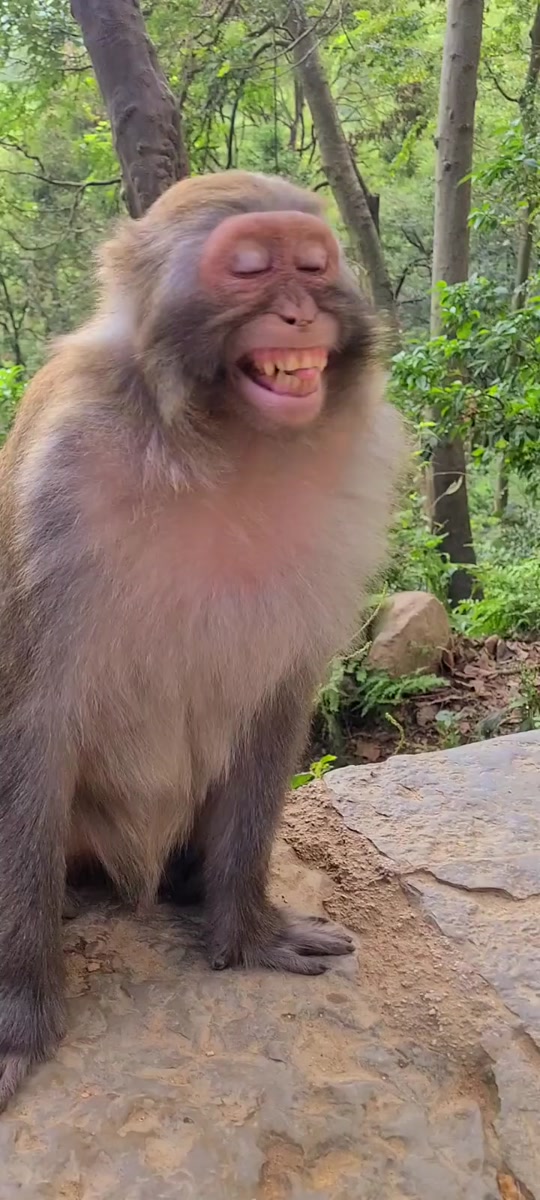 开心猴子表情包出处