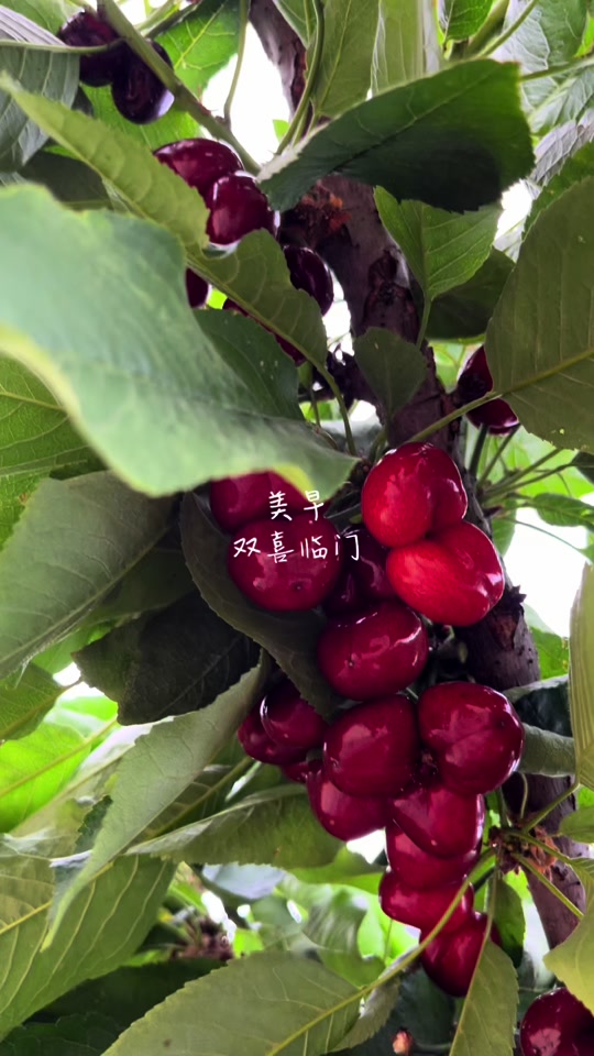 山东美早大樱桃 产地直发 - 抖音
