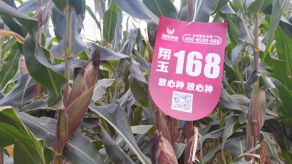 翔玉168玉米品种特征特性介绍一下_翔玉368怎么样