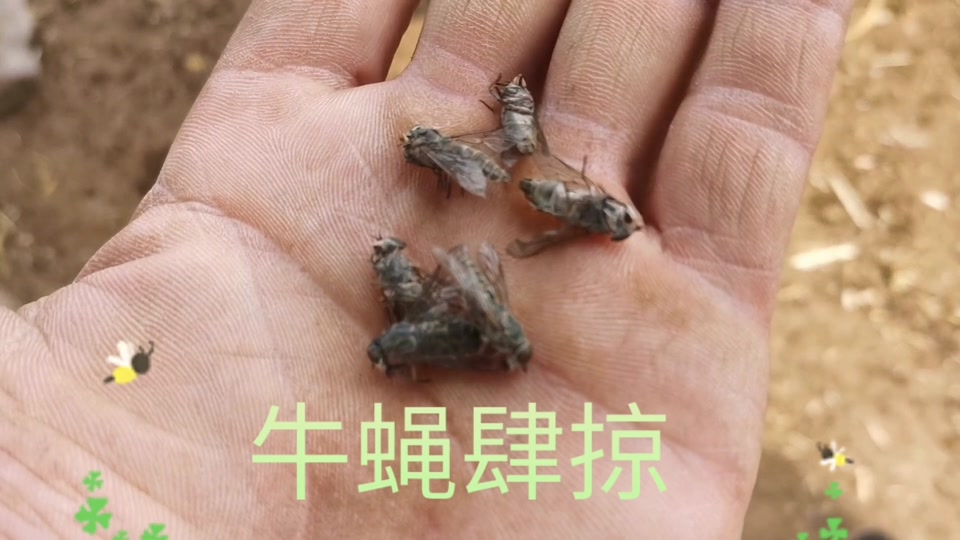 牛虻和苍蝇区别 - 抖音