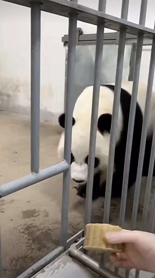 斜眼嫌弃表情包熊猫