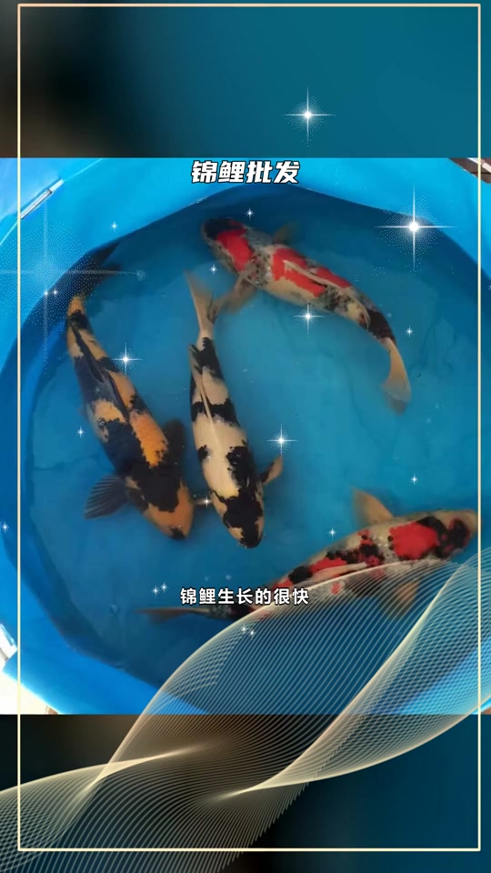 锦鲤生长速度_锦鲤生长速度1年多大_锦鲤生长速度对照表 - 抖音