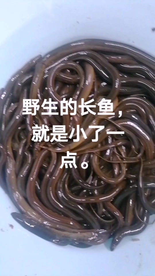 长鱼是黄鳝吗 - 抖音