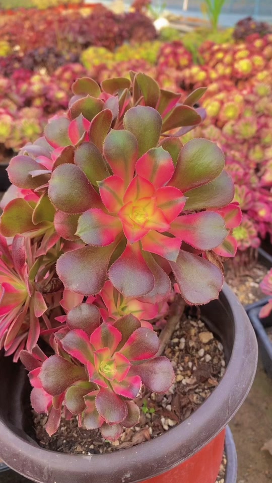 香妃法师状态图_艳姿法师状态图_多肉香妃老桩状态图 - 抖音