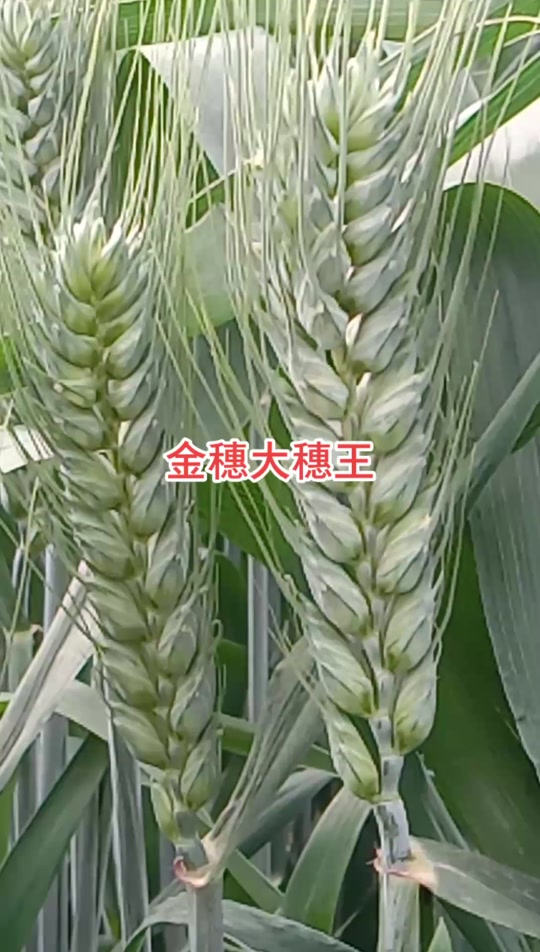60公分矮杆特大穗小麦新品种 - 抖音