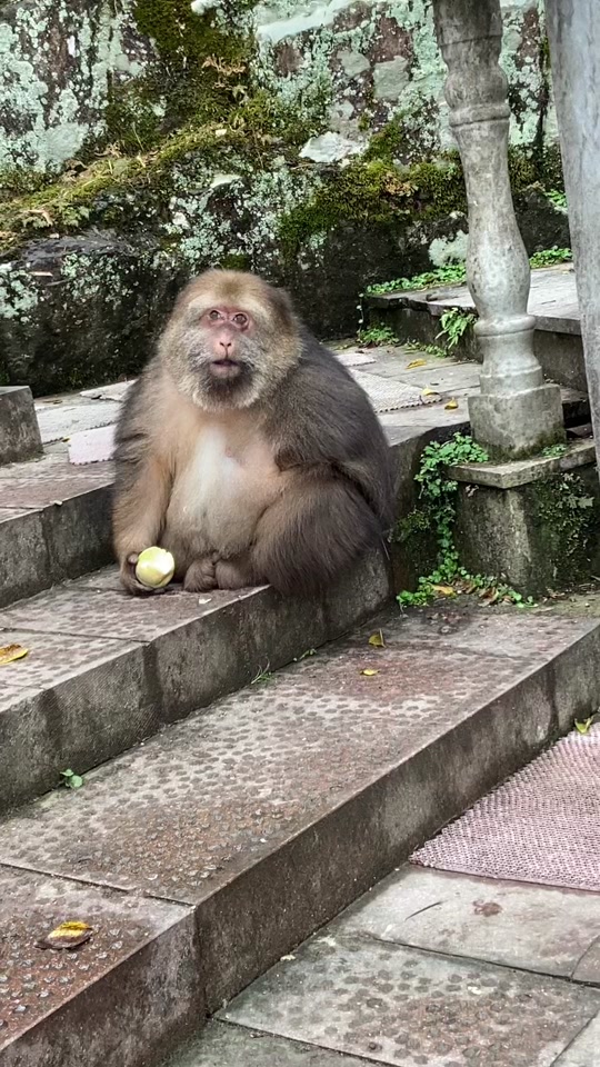 文明观猴禁止投喂表情包
