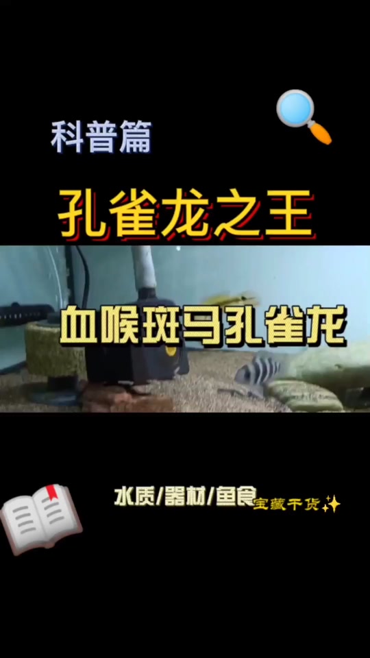 胭脂孔雀龙_胭脂孔雀龙鱼能长多大_胭脂孔雀龙吃什么 - 抖音