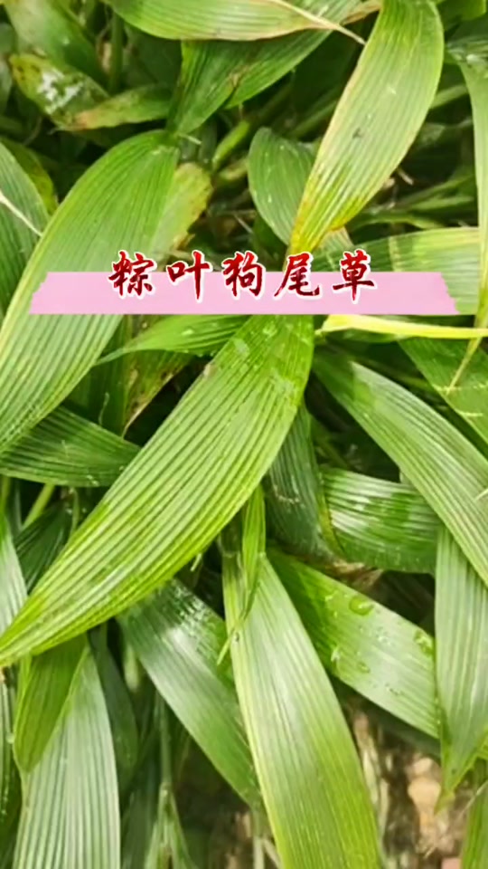 棕叶狗尾草