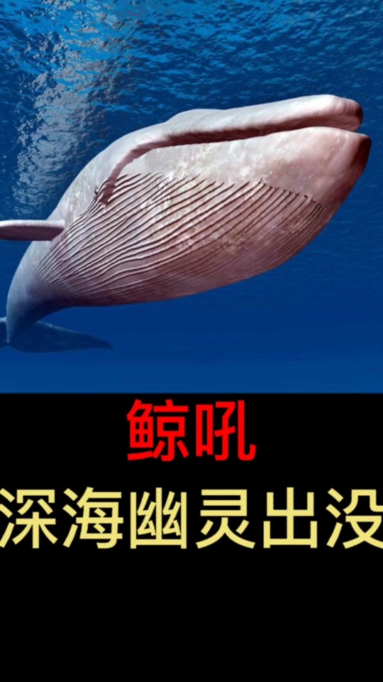 深海鲸鱼叫声恐怖_深海鲸鱼叫声mp3