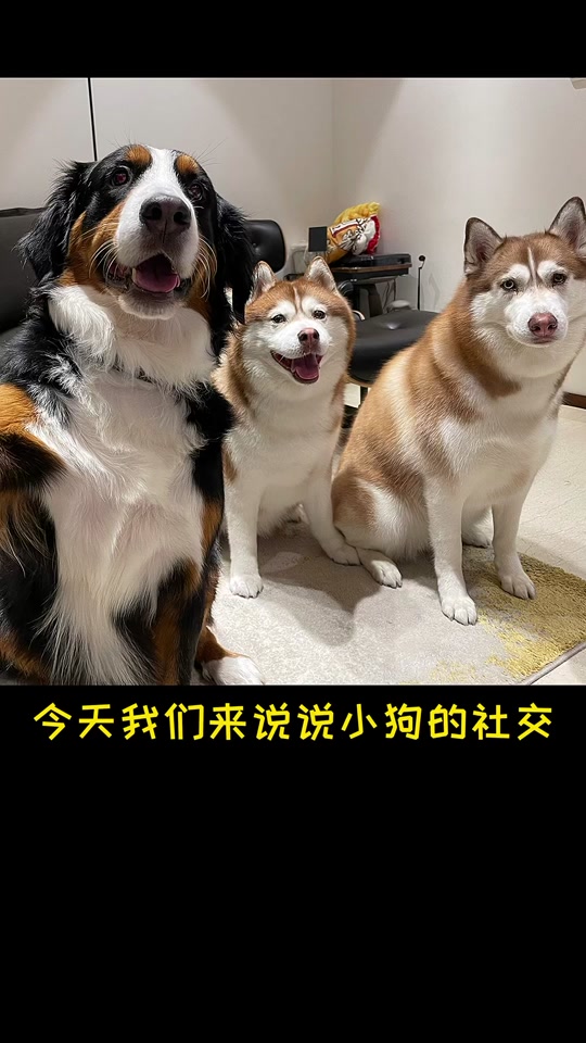 古牧和伯恩漫画_古牧和伯恩山