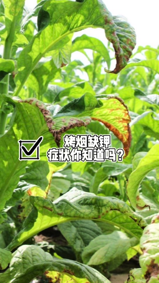烤烟缺锌的症状