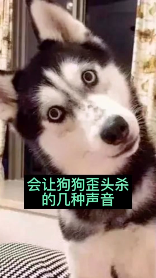 狗叫的声音吸引狗歪头_狗叫的声音吸引狗歪头怎么办_狗叫的声音吸引狗