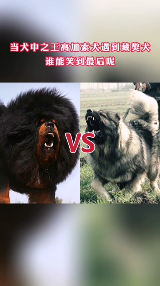 高加索犬vs藏獒 - 抖音