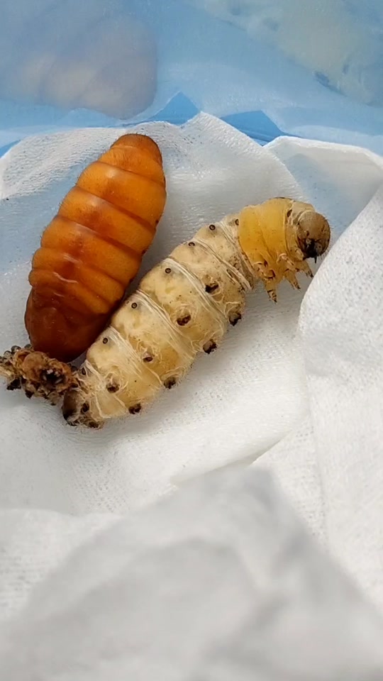 蚕在茧中全过程