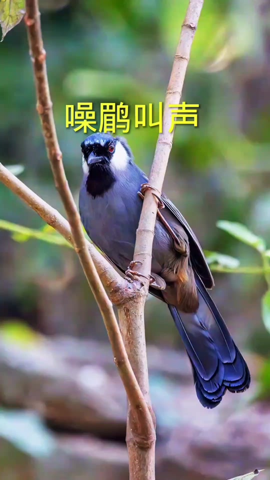 母珊瑚鸟引公珊瑚鸟叫声