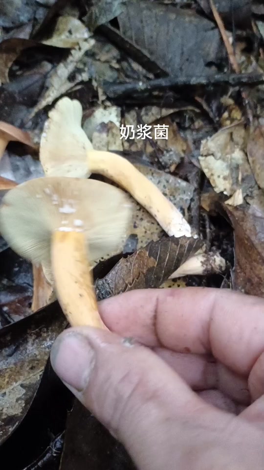 白色奶浆菌可以食用吗