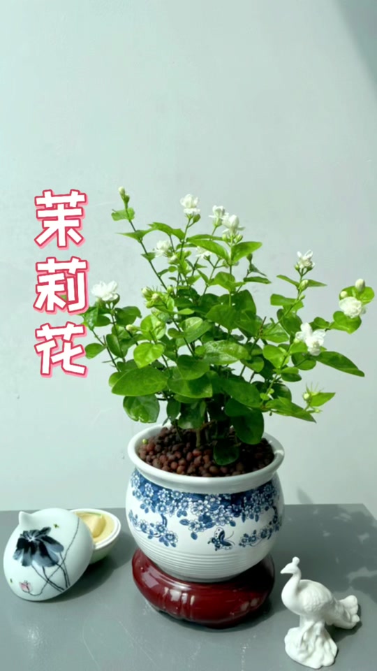 东北茉莉跟杨柳青是怎么回事 - 抖音