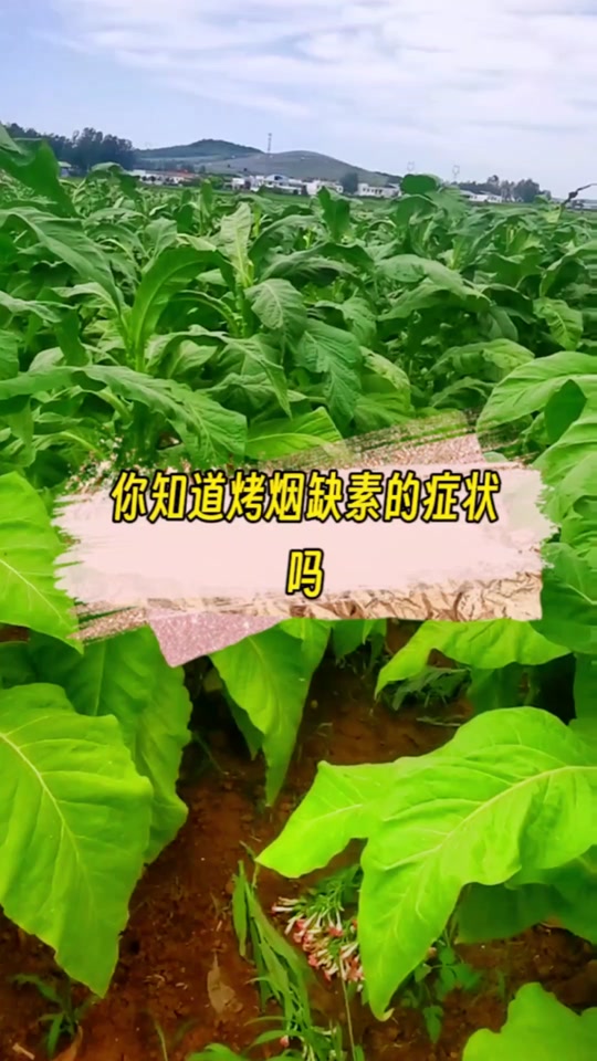 烤烟缺锌的症状