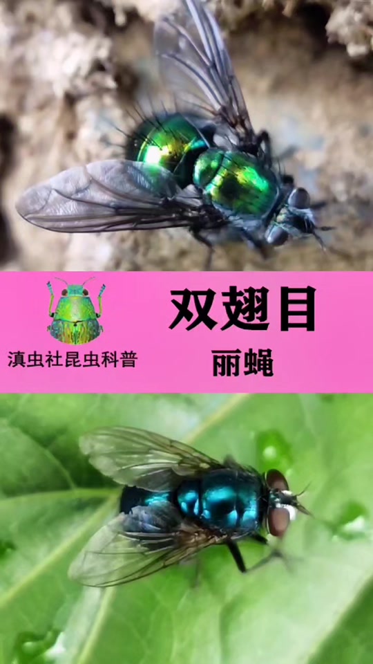 牛虻和苍蝇区别 - 抖音