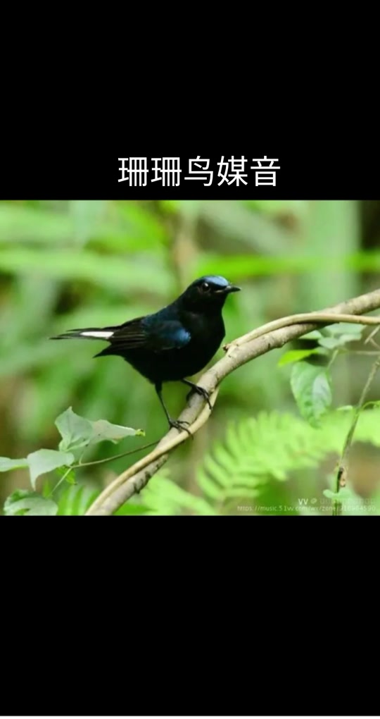母珊瑚鸟引公珊瑚鸟叫声_母珊瑚鸟媒鸟叫声_母珊瑚鸟引公鸟叫声大全