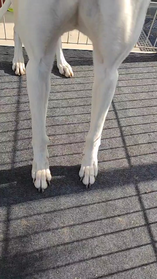 狗狗散爪是怎么回事