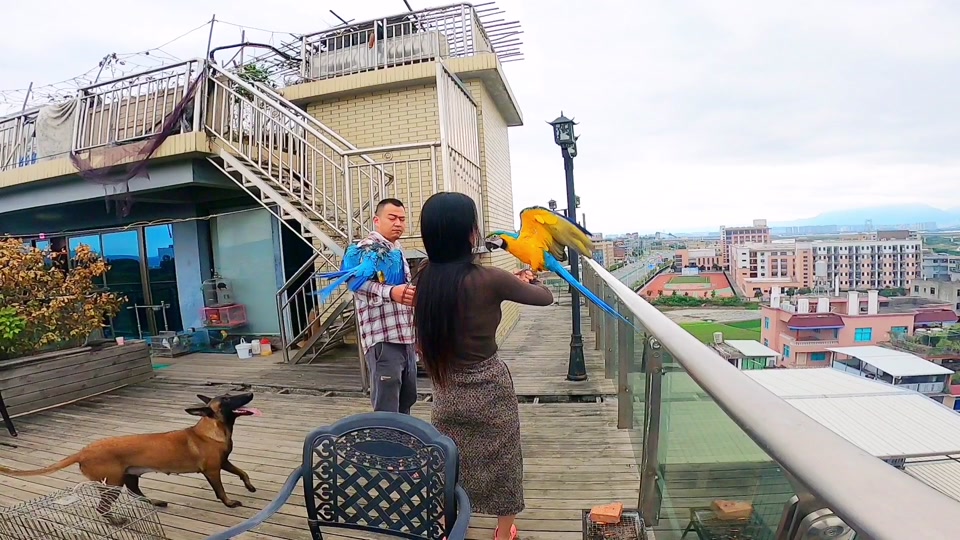 ktv里的遛鸟游戏_遛鸟游戏怎么玩