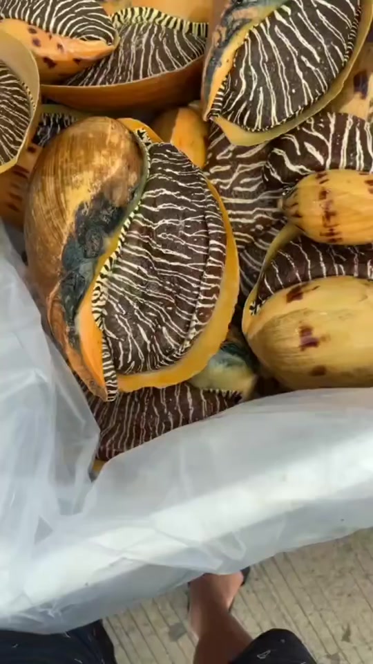 北海油螺一般多少一斤