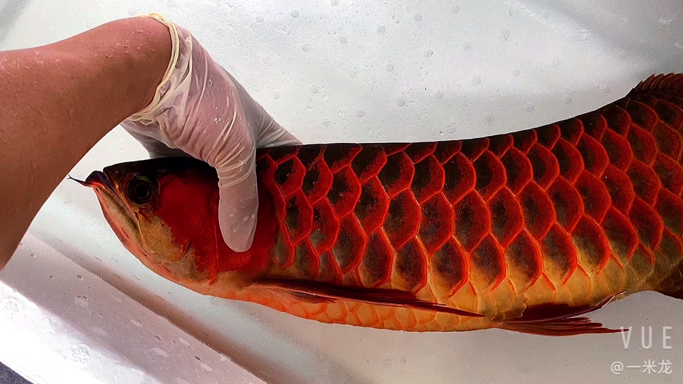 黑魂1红龙飞走后在哪里 - 抖音