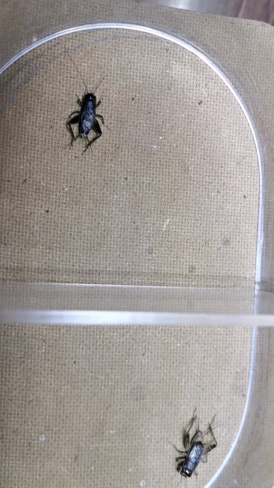 俄罗斯老丈人铁蛋_俄国铁蛋他姐_俄国铁蛋子 - 抖音