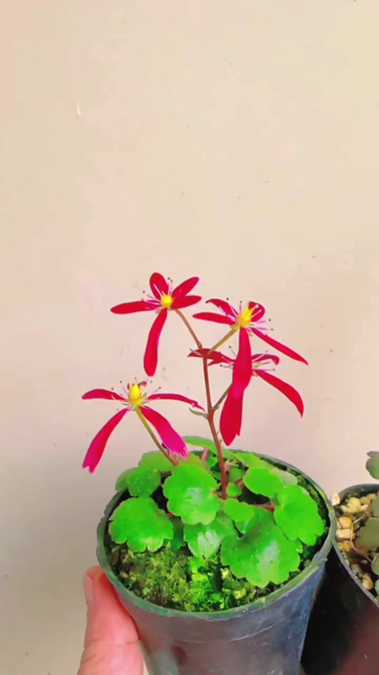 德艺兰园:大红花大文字草#德艺兰园 #文字草 #虎耳草 #虎耳草盆景 #姬