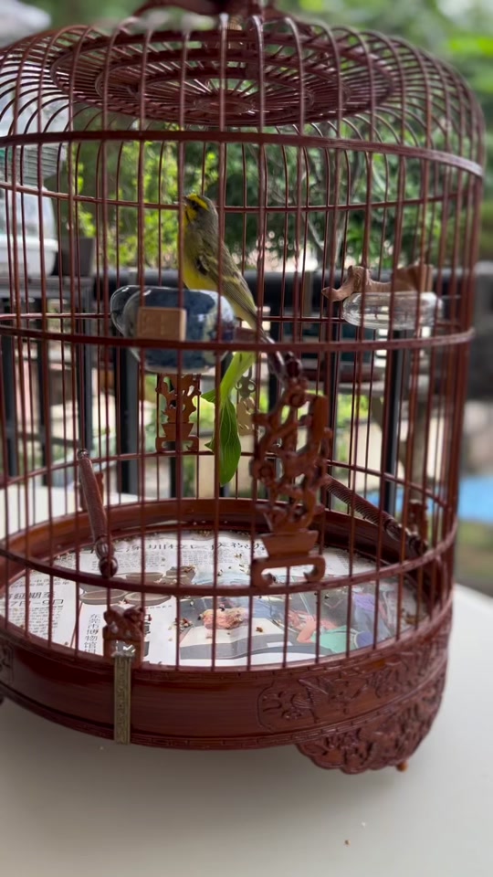 大金黄鸟叫声好还是金青鸟叫声好听的 - 抖音