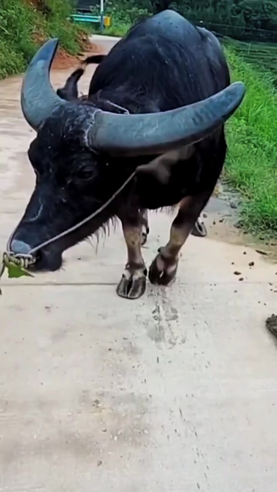 打败黑霸王的牛王_2022最新牛王冠军