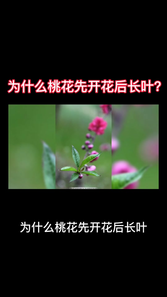桃花有什么变化_桃花有什么变化过程和什么变化原因_发现桃花有什么