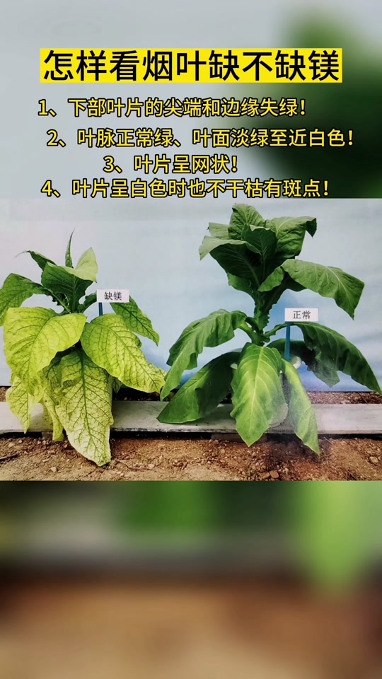 烤烟缺锌的症状