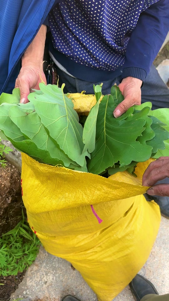 陕西商洛槲叶粽子