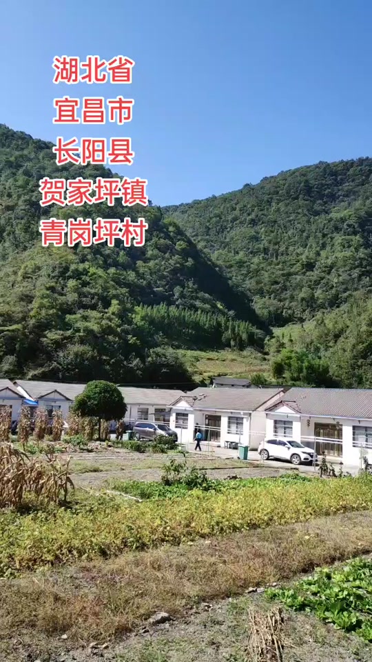 长阳贺家坪三友坪村书记是谁 - 抖音