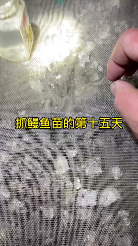 新型的捕捉鳗鱼苗的方法 - 抖音
