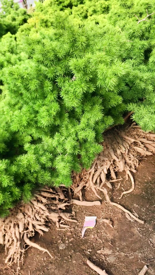 蓬莱松盆栽